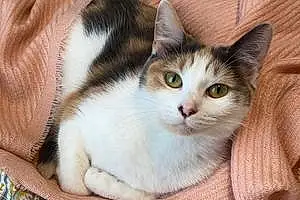 British Shorthair Cat Pepper