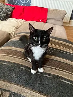 British Shorthair Cat Dwight