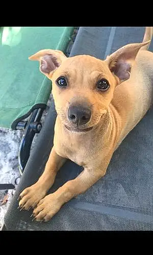 Chihuahua Dog Ryder