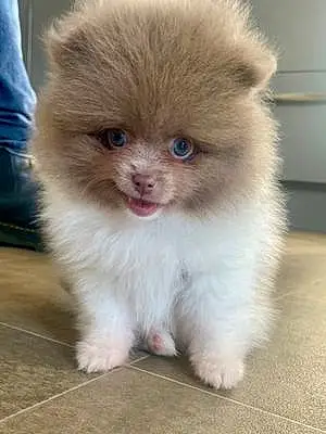 Name Pomeranian Dog Luna