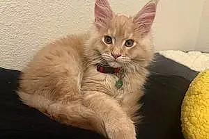 Name Maine Coon Cat Bash