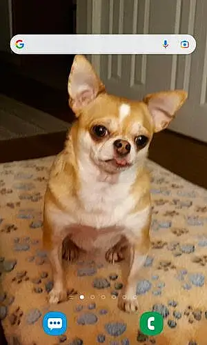 Chihuahua Dog Stella