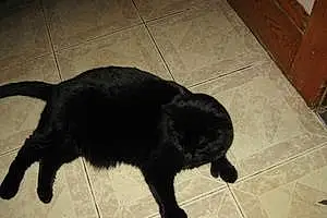 Black cats Cat Rebel