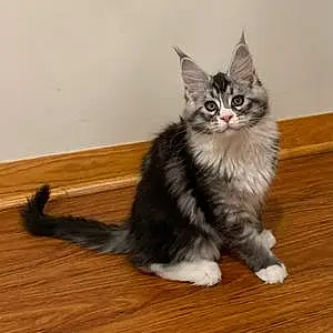 Maine Coon Cat Doctor Wu