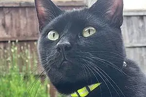 Black cats Cat Arnold