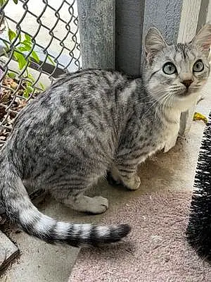 Name Ocicat Cat Ahsoka