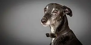 Name Greyhound Dog Barry