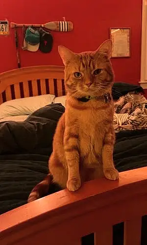 Name Tabby Cat Garfield