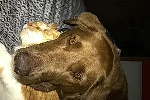 Name Labrador Retriever Dog Brownie