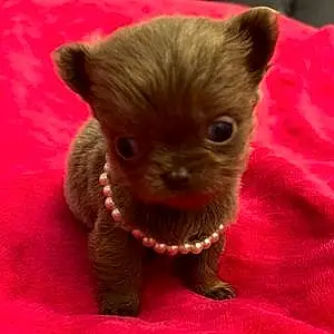 Name Chihuahua Dog China