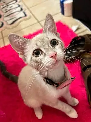 Name Siamese Cat Bean