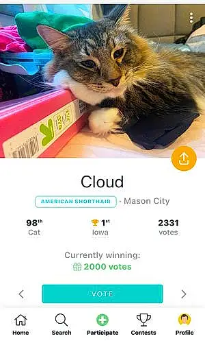 Name Cat Cloud