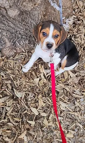Name Beagle Dog Calliope