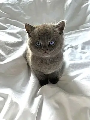 Name British Shorthair Cat Ava