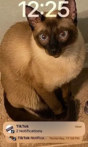 Name Tonkinese Cat Chester