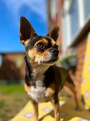 Name Chihuahua Dog Beau