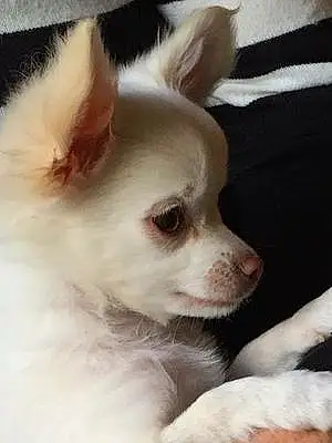 Name Chihuahua Dog Bobby