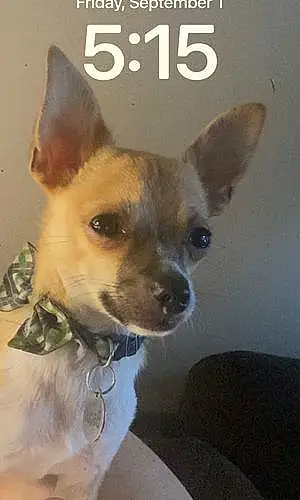 Name Chihuahua Dog Biscuit