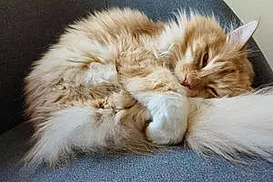 Name Maine Coon Cat Evee