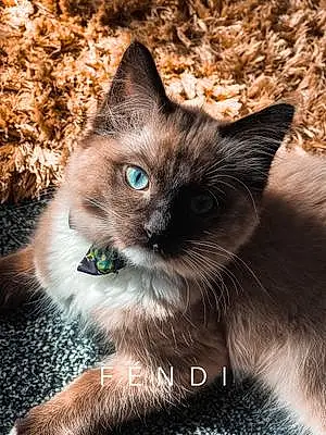 Name Ragdoll Cat Fendi