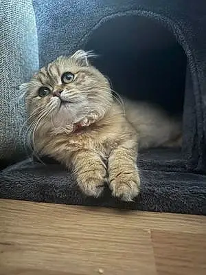 Name Scottish Fold Cat Cleopatra