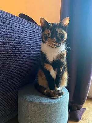 Name Tabby Cat Cleo