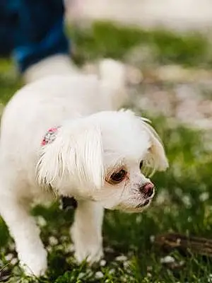 Name Maltese Dog Eliza