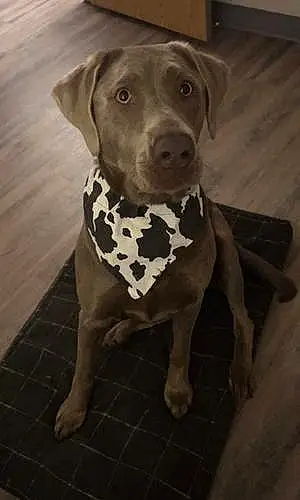 Name Labrador Retriever Dog Chevy