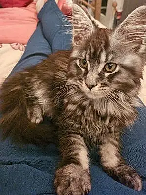 Name Maine Coon Cat Aggie