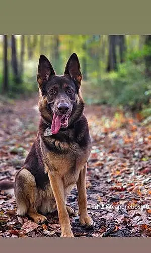 Name German Shepherd Dog Capone