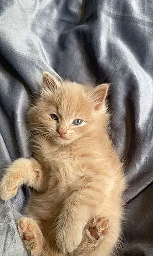 Name Persian Cat Cosmo