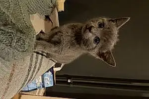 Name British Shorthair Cat Clover