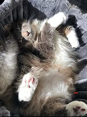 Name Maine Coon Cat Freddie