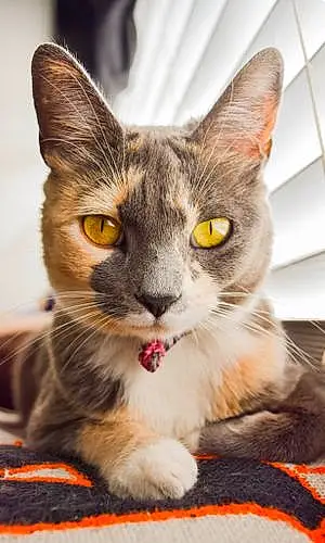 Name American Shorthair Cat Dixie