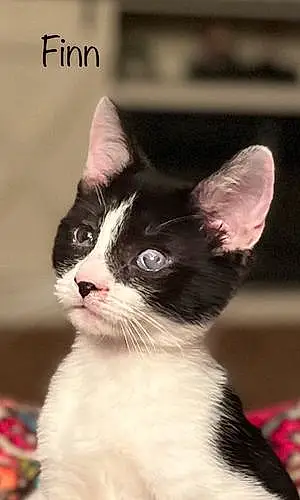 Name American Shorthair Cat Finn