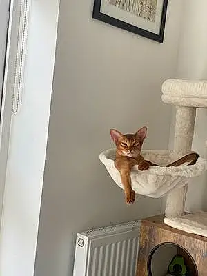 Name Abyssinian Cat Cleopatra