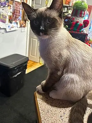 Name Siamese Cat Casper