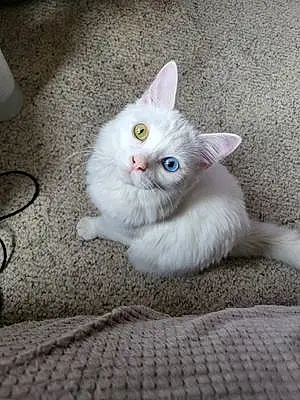 Name Cat Elsa