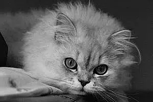 Name Persian Cat Boo