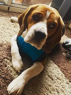 Name Beagle Dog Chester