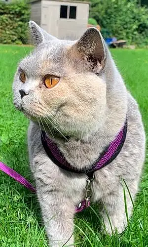 Name British Shorthair Cat Candy