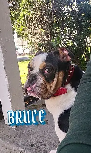 Name Bulldog Dog Bruce