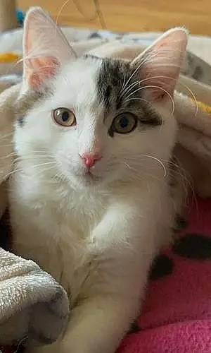 Name European Shorthair Cat Bohdi