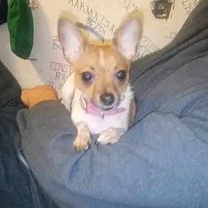 Name Chihuahua Dog Ava
