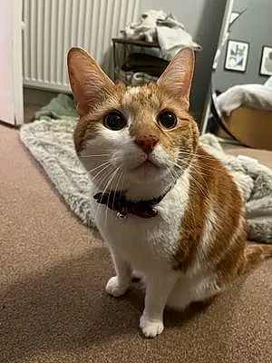 Name Cat Dexter