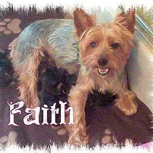 Name Yorkshire Terrier Dog Faith