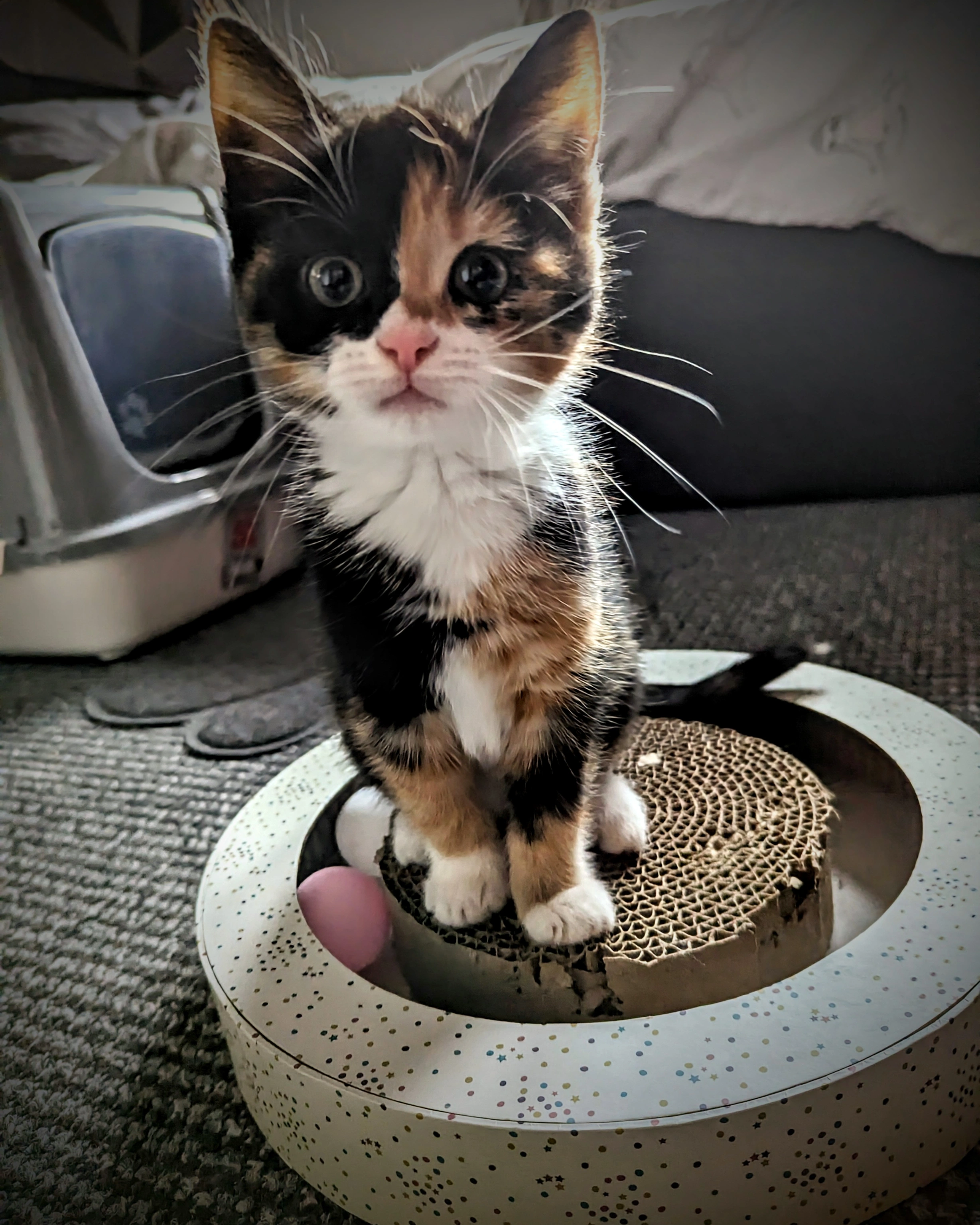 Name Cat Cleo