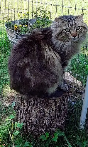 Name Maine Coon Cat Fuzzy