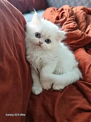 Name Persian Cat Anna