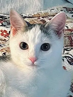 Name American Shorthair Cat Gordon